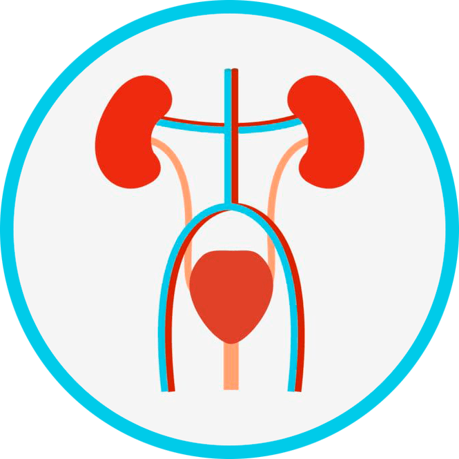 Anatomia del sistema urogenitale